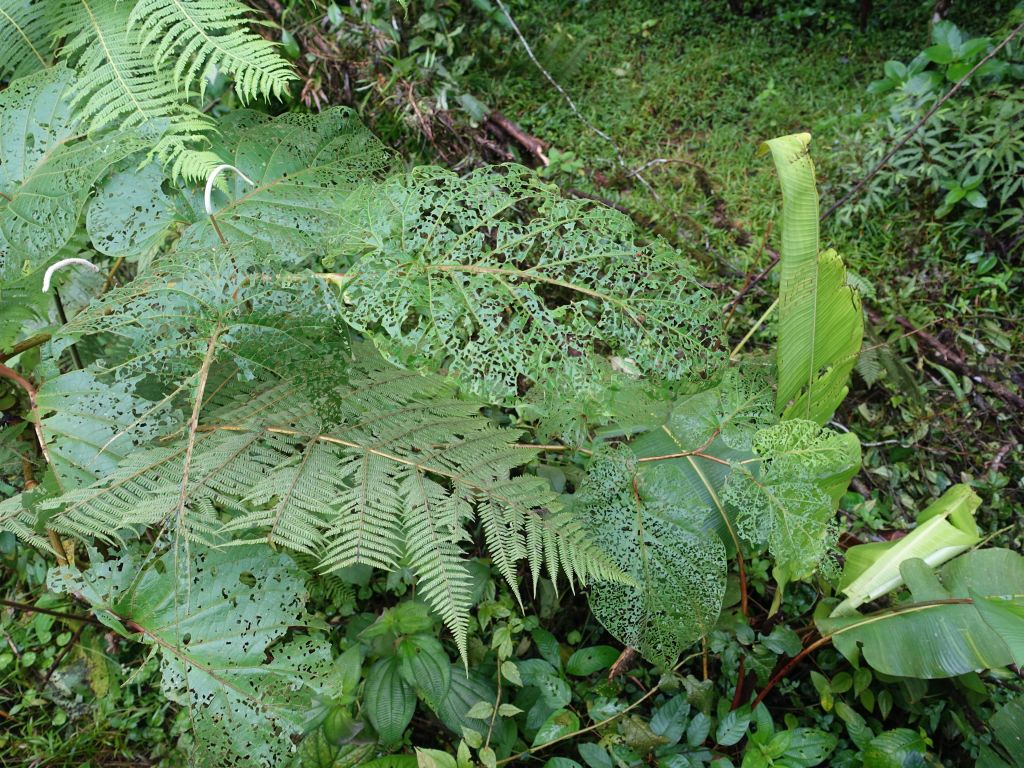 those leafcutter ants have been busy :)