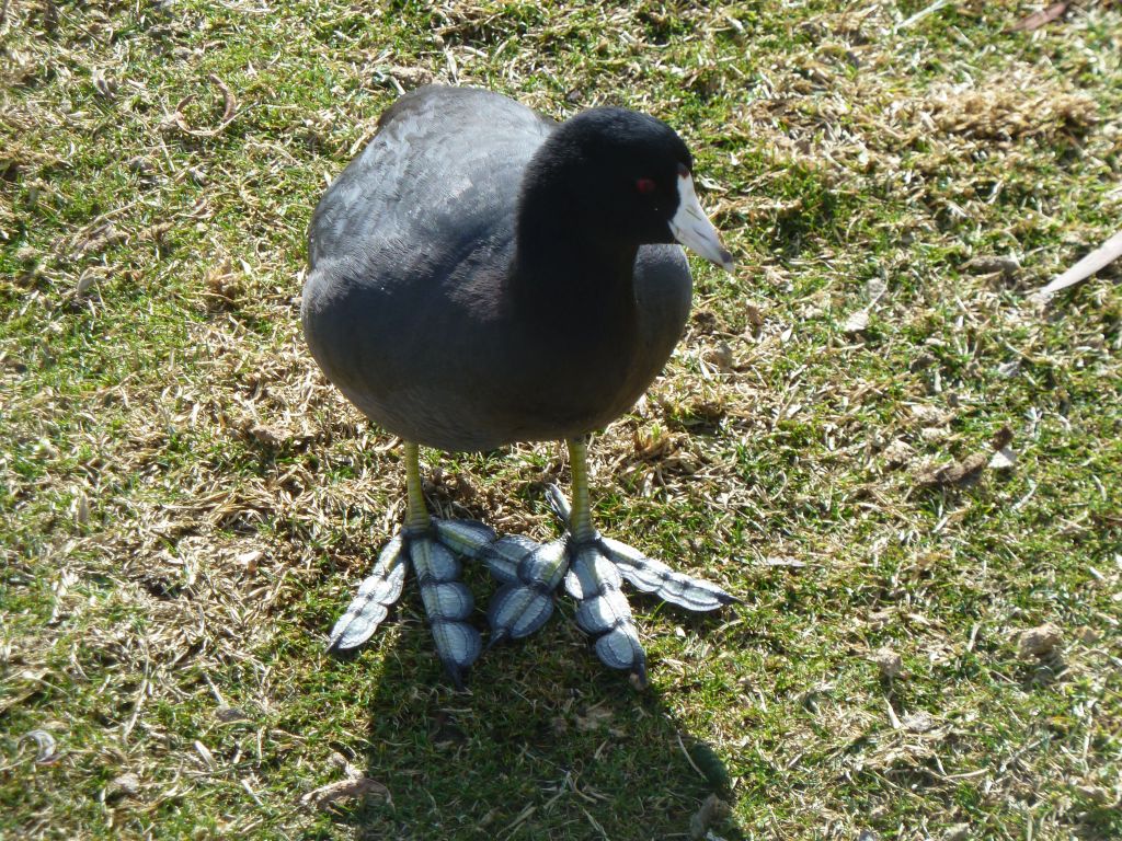 They have very strange half webbed feet with claws