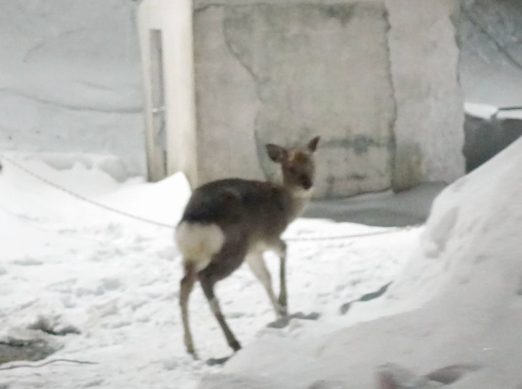 Many deer walking on the road, our rental car had a deer anti collision device for night driving