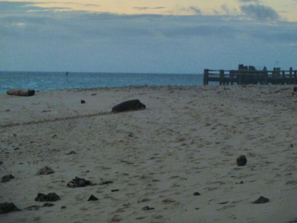 they come after sunset close to high tide