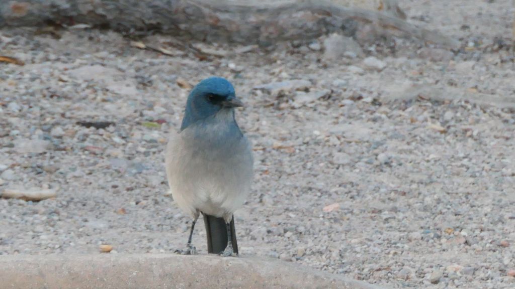 jays were not afraid of us