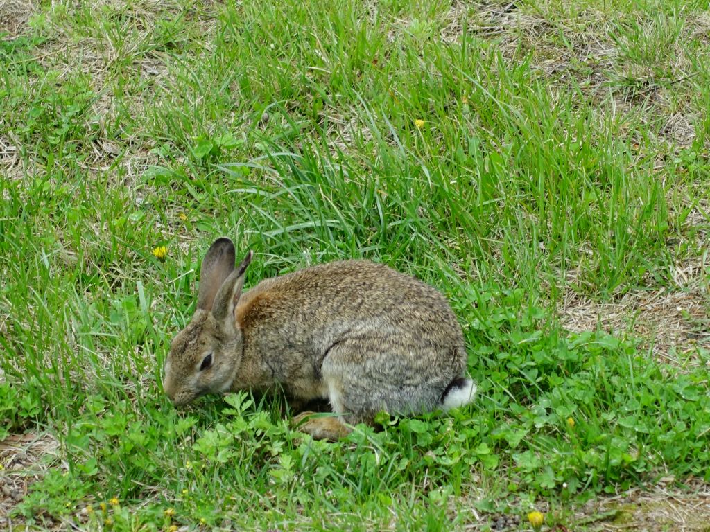 tame bunnies running around our hotel