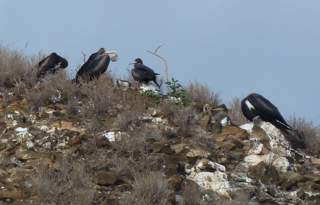 Molokini Birds