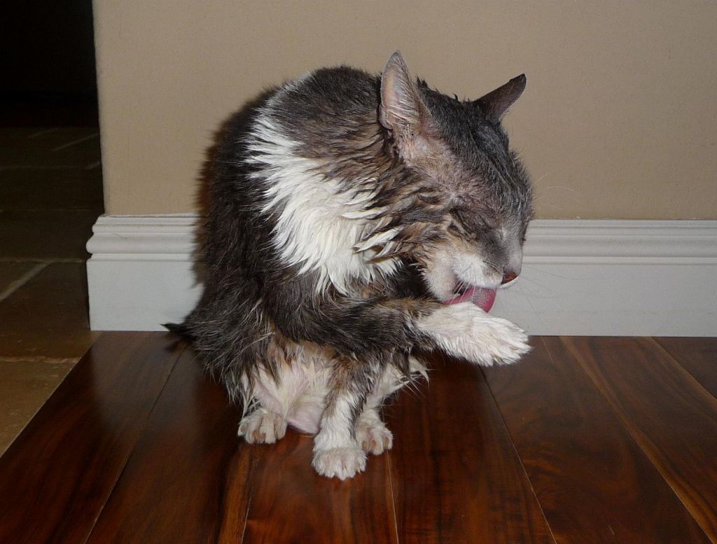 hair drying with licking :)