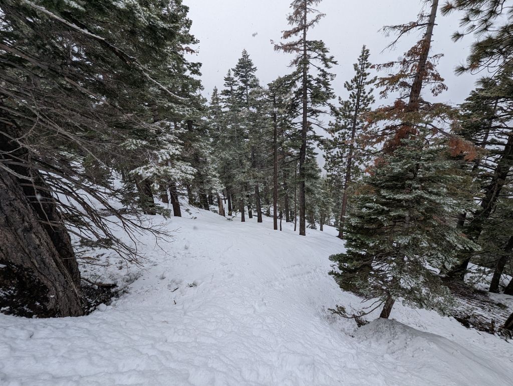 the bottom forest snow was warmer