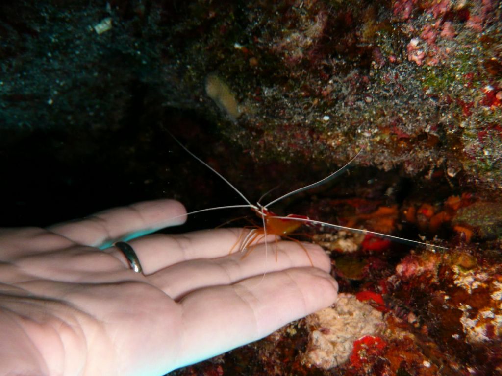 cleaning shrimp