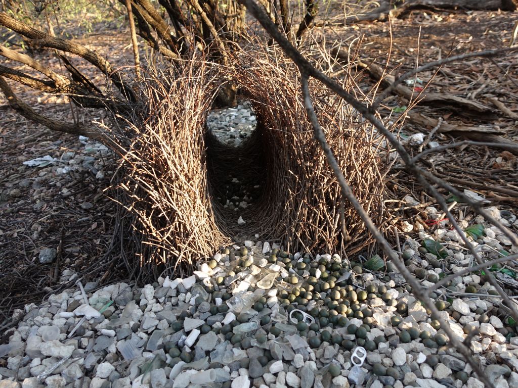 a bird makes those nests