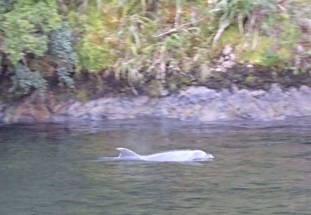 they have the longest species of dolphins, but we only saw them from far