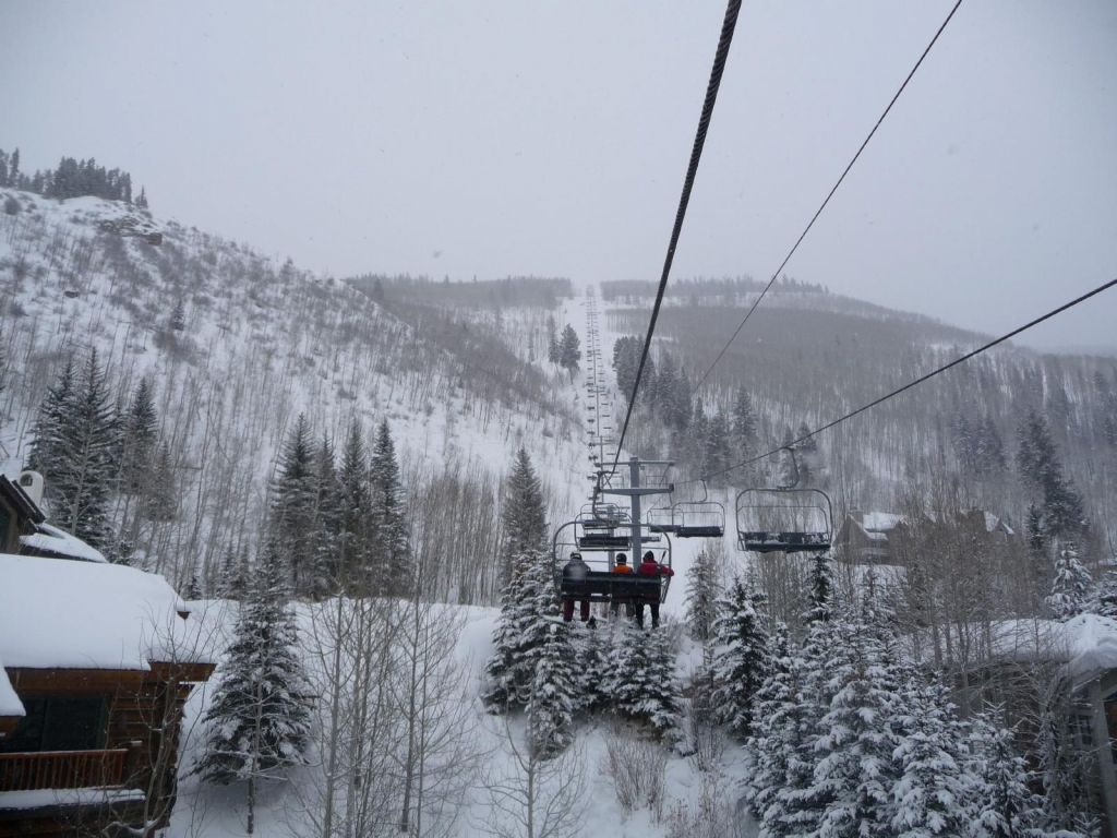 Aspen Trees