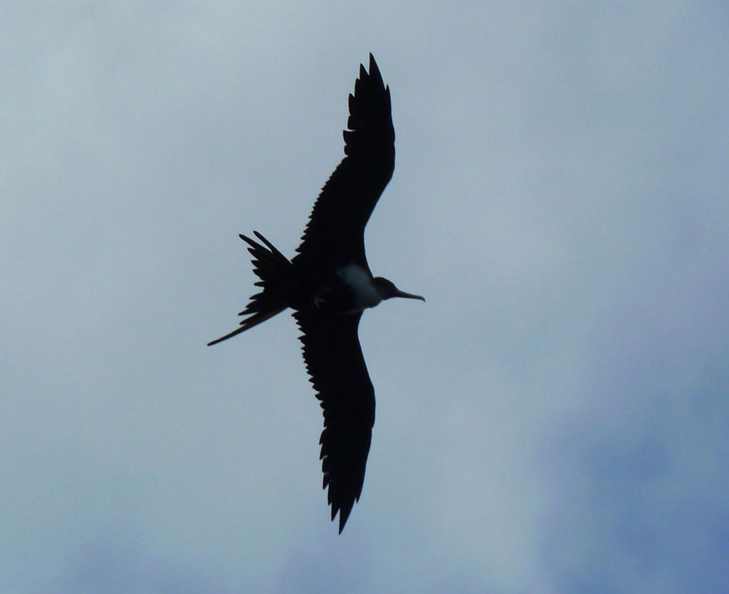 Molokini Birds