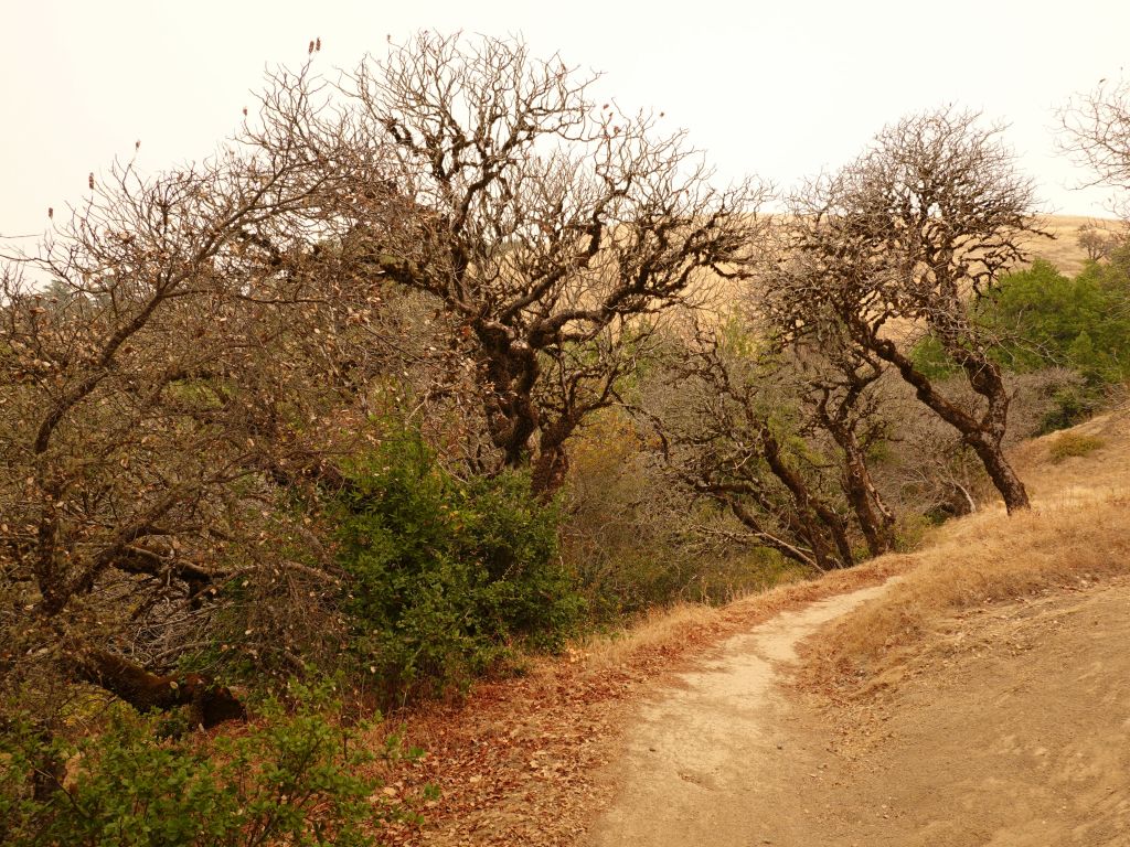 looked a bit better on the under tree shade