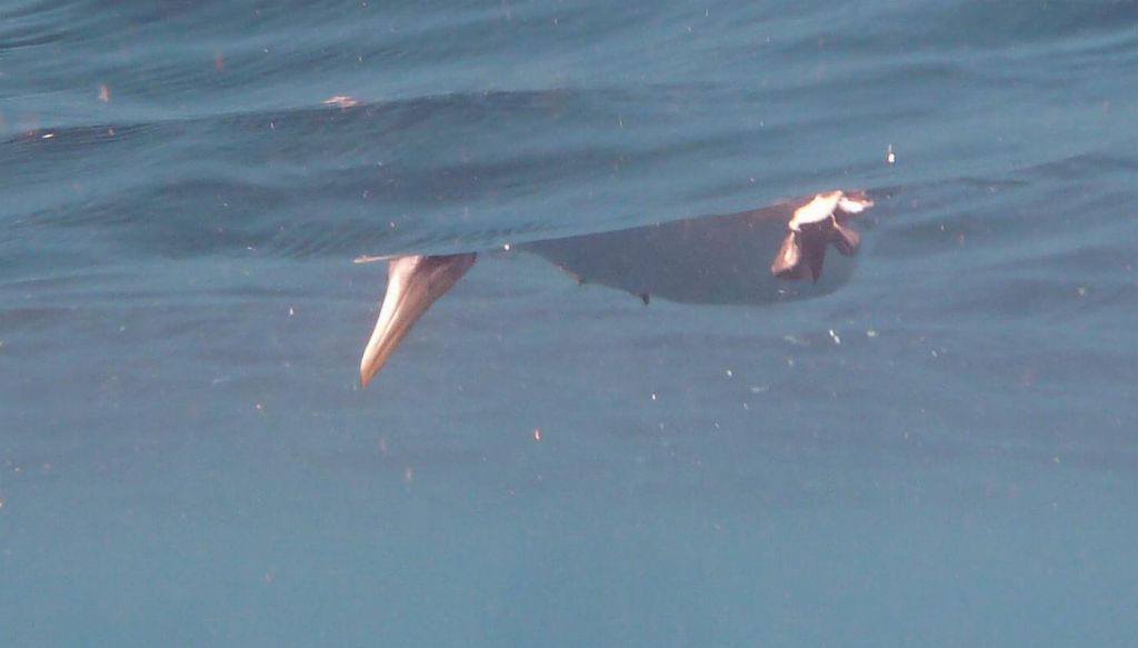 boobie looking under water to see why I was there :)