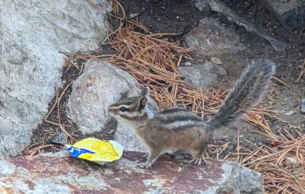 a little chipmunk was housed next to us :)