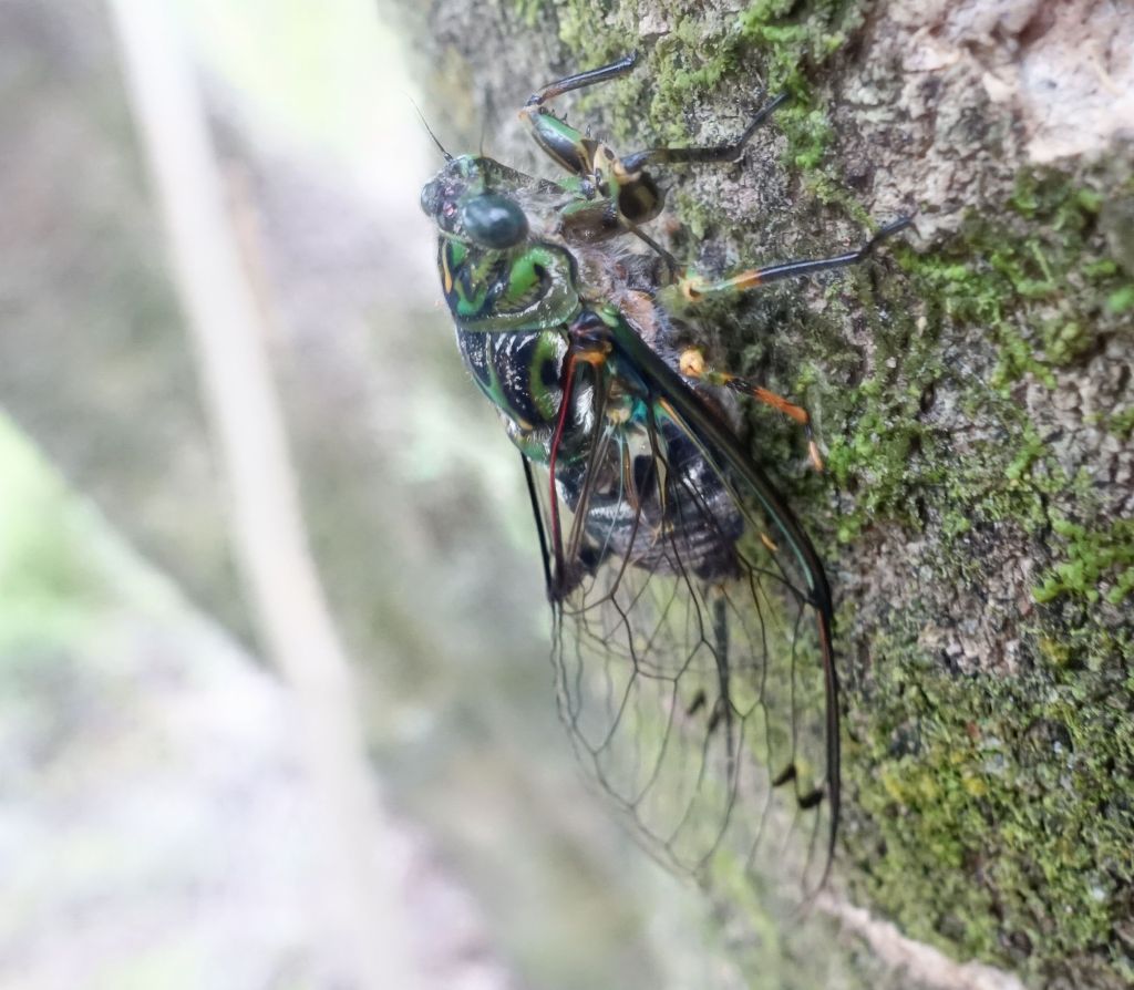 beautiful insect, we called it 'clack clack' for the noise it makes