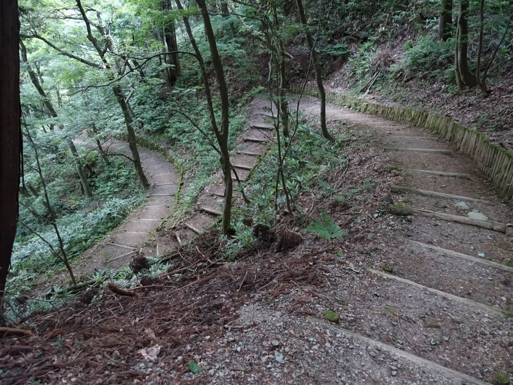 nice forest walk (although a lot of uphill to the castle ruins, but no animals :(