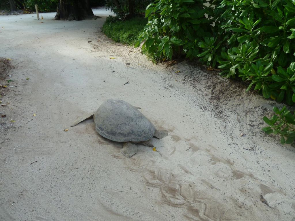 trying to get back to the ocean (we helped it)