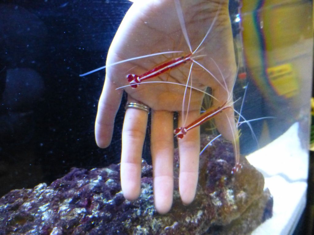 cleaning shrimp