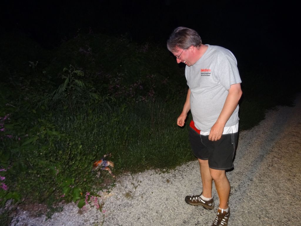 we found this coconut crab white driving back at night