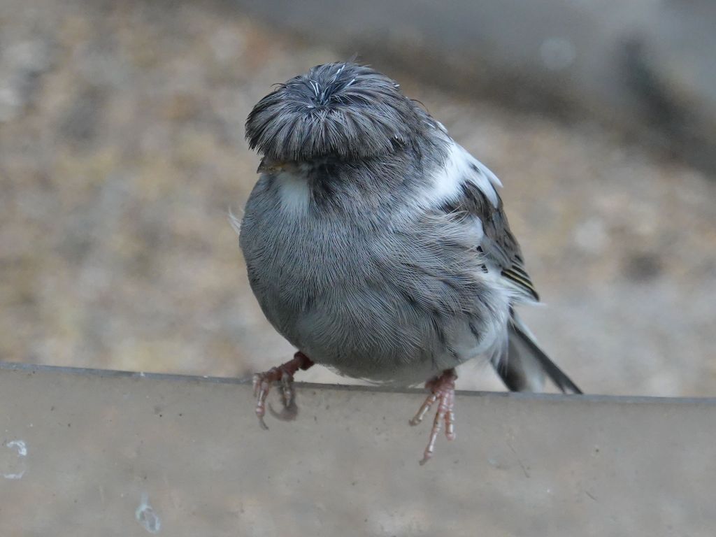 get a haircut, buddy