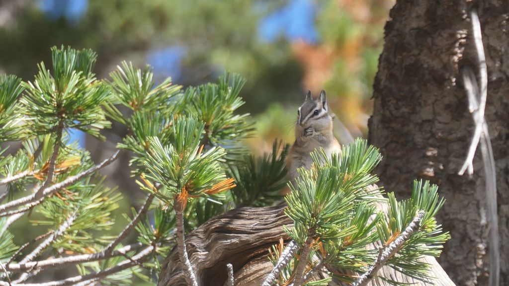 and cute chipmunks, small squirrels with ADHD :)