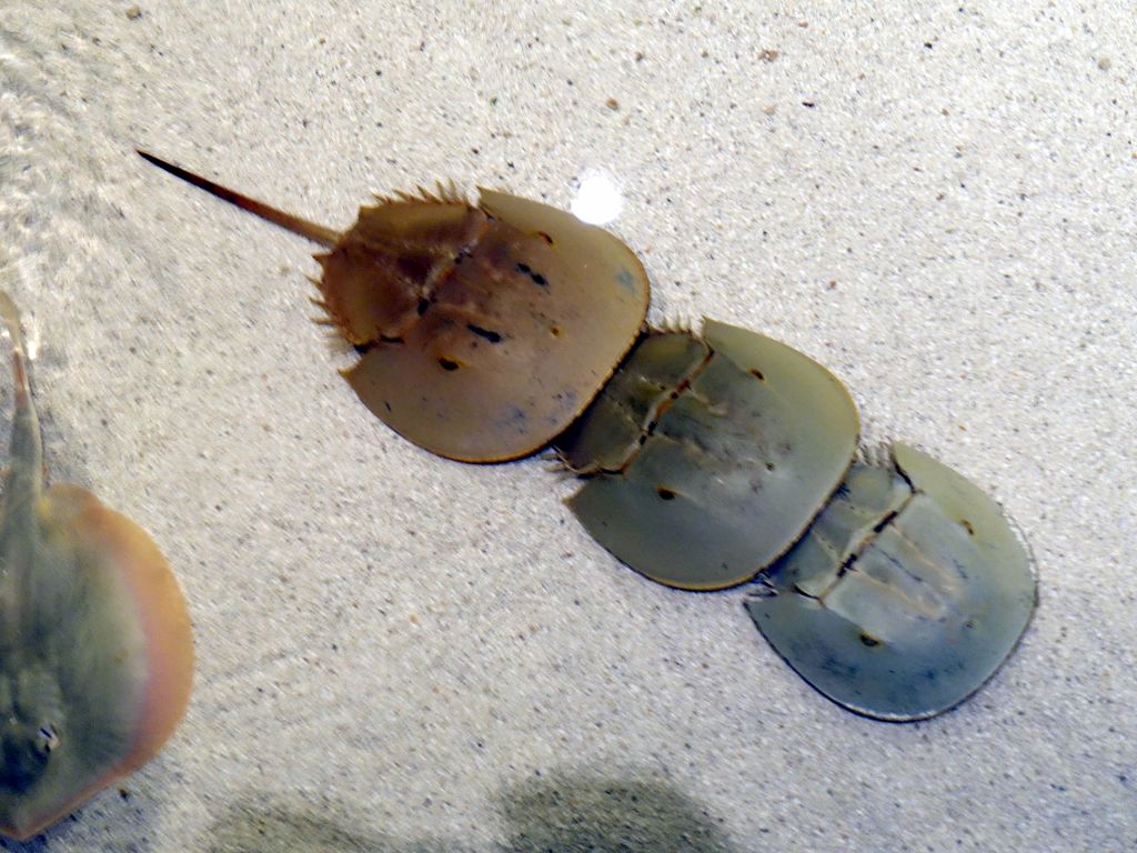 horseshoe crabs mating