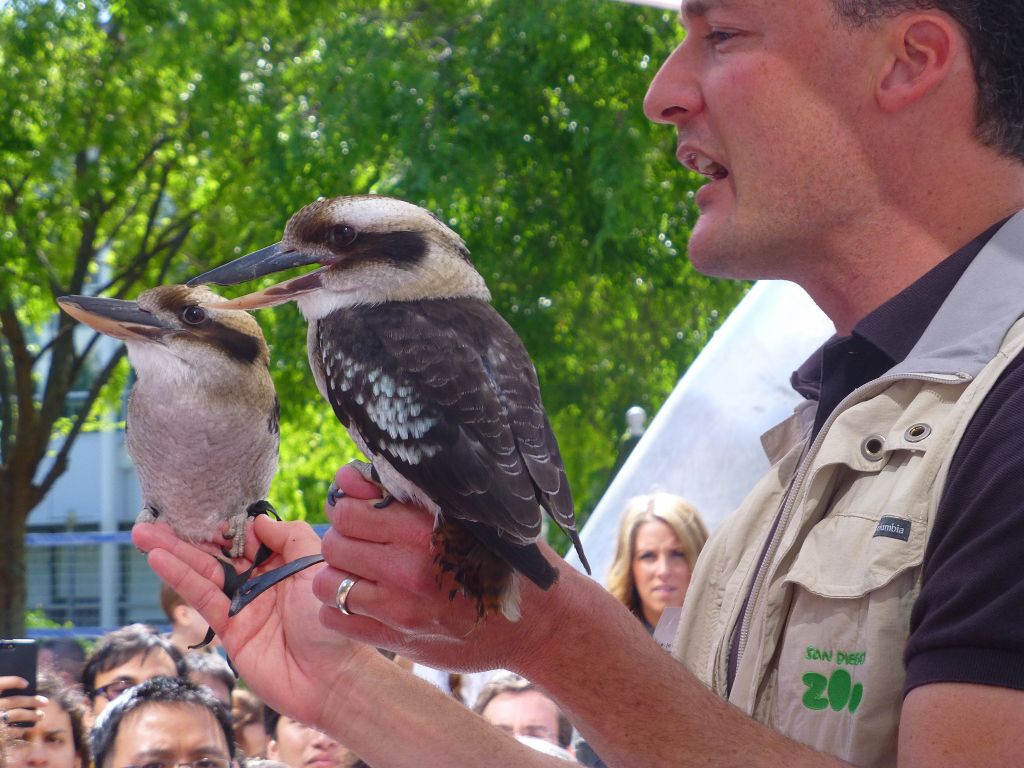 The Kookaburas are cool