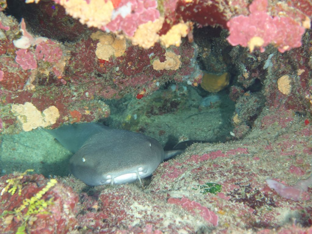 found a nurse shark sleeping in the rocks