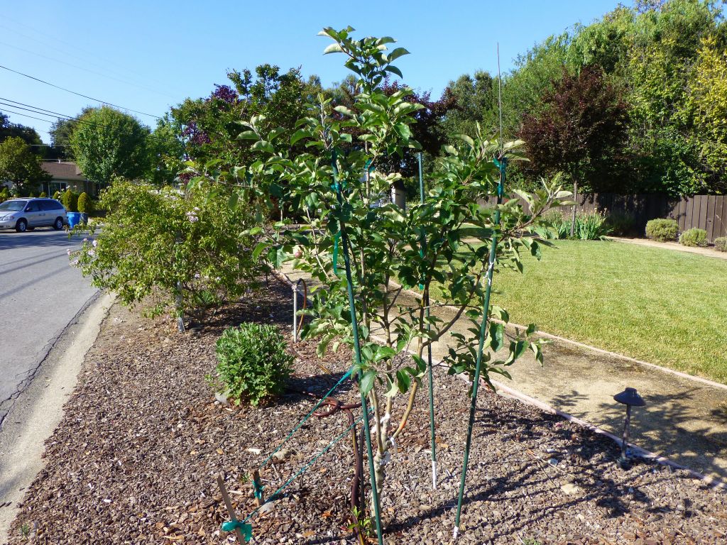 but the 4 apple tree is doing good