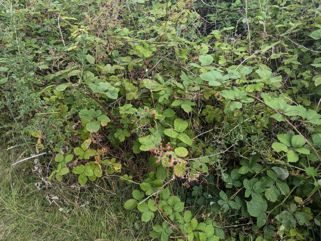 nice walk with blackberries