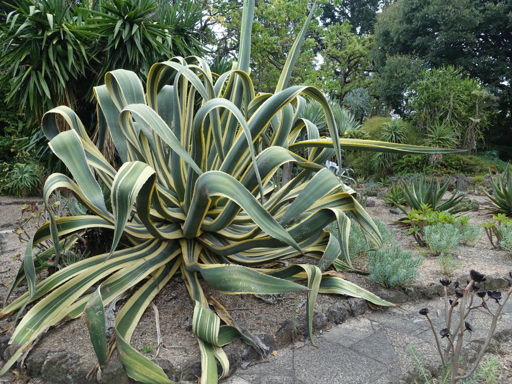 that's the cactus we have in our yard, gets big when left unchecked :)