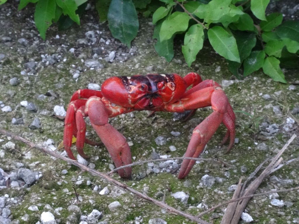 those little guys were fearless and all over, including the road