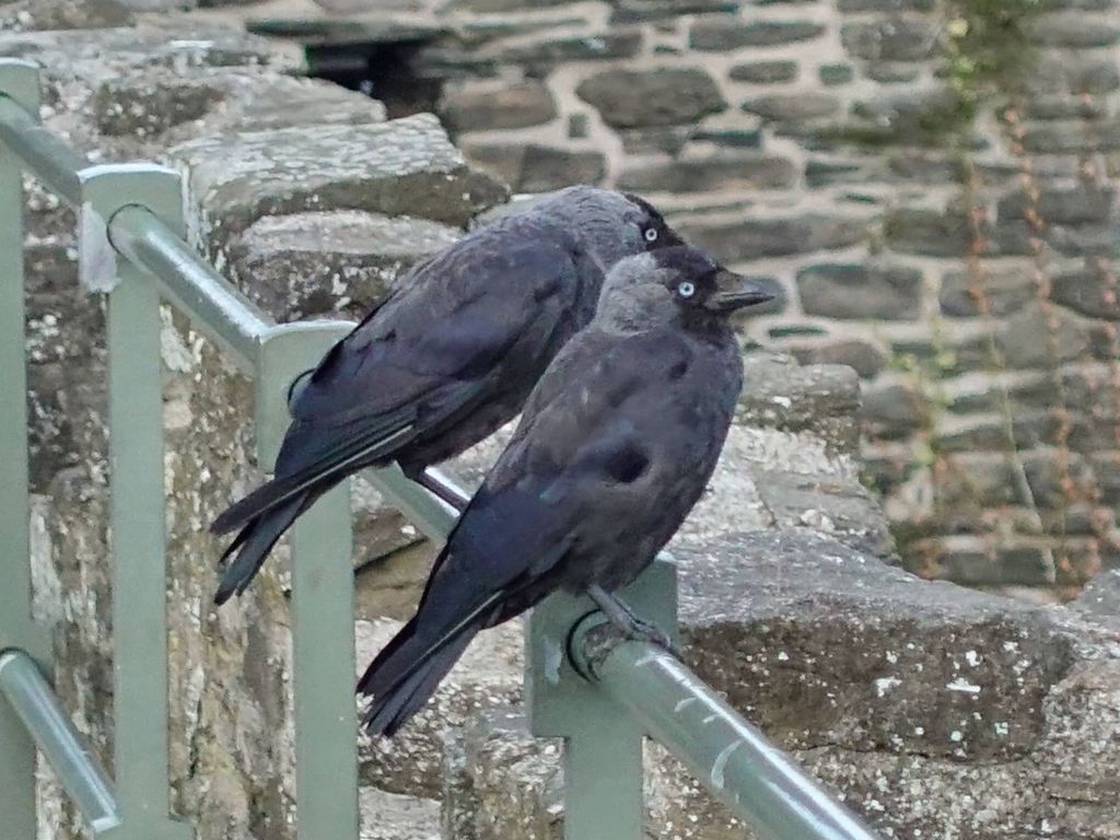 found during our walk of the city walls