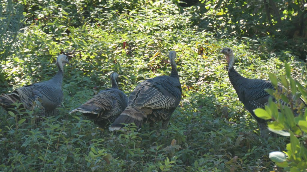 a bunch of few turkeys