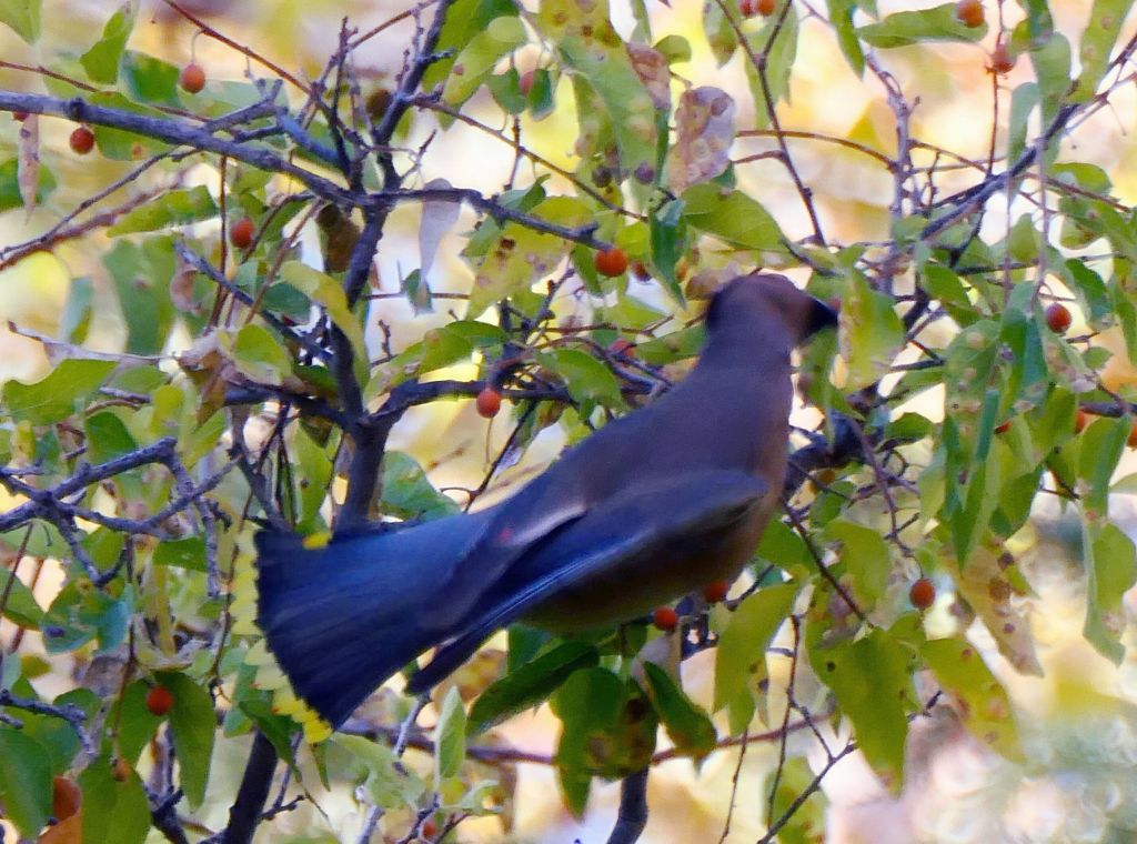 multiple birds enjoying the berries in the trees