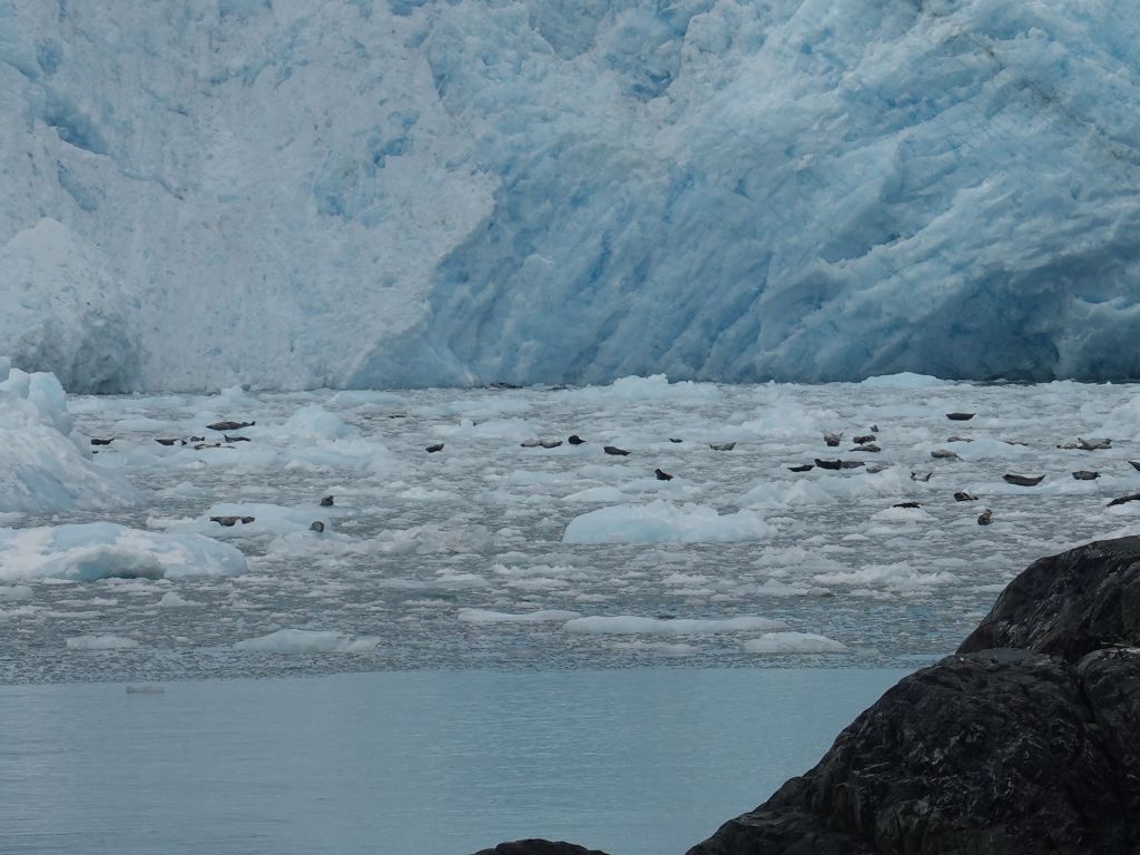 lots of seals resting on the ice, but sadly a bit out of range of my 20x zoom