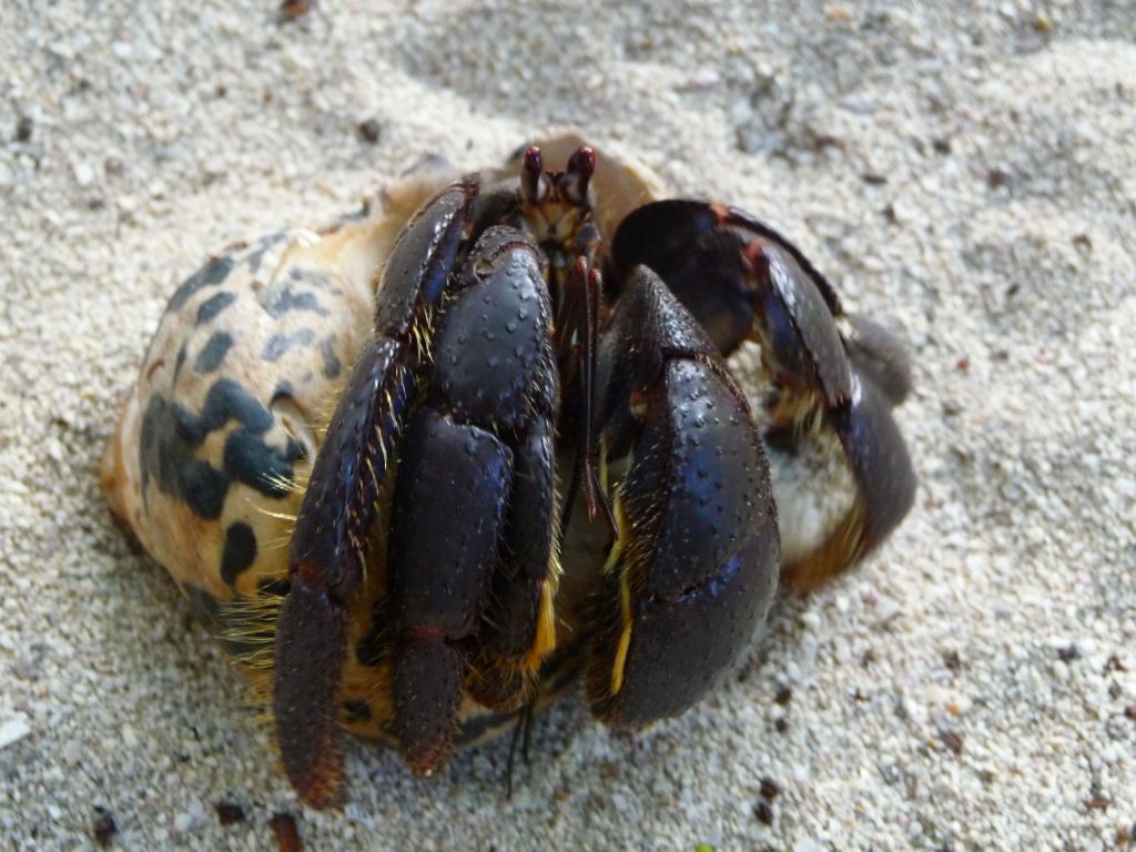 juicy hermit crabs there too