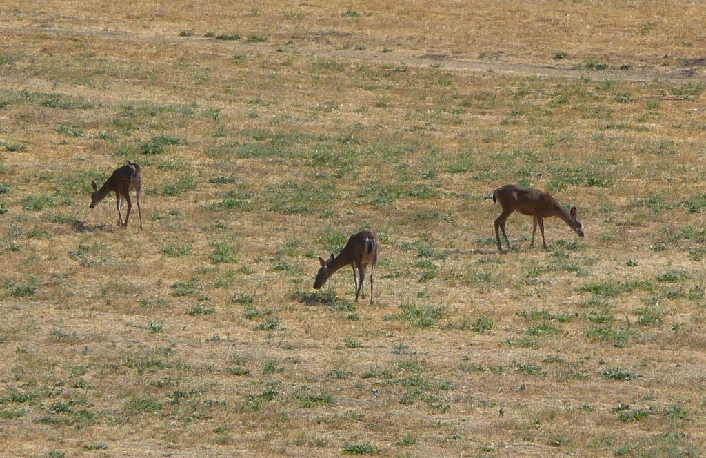 Rancho does have deer :)