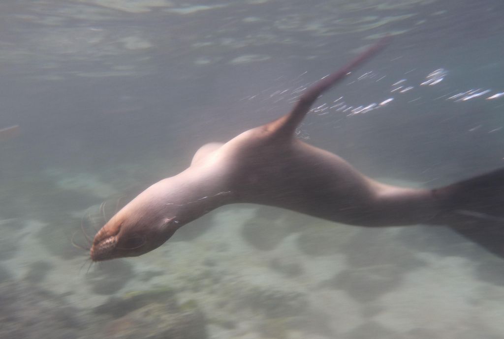 sea lion showing off and swimming upside down