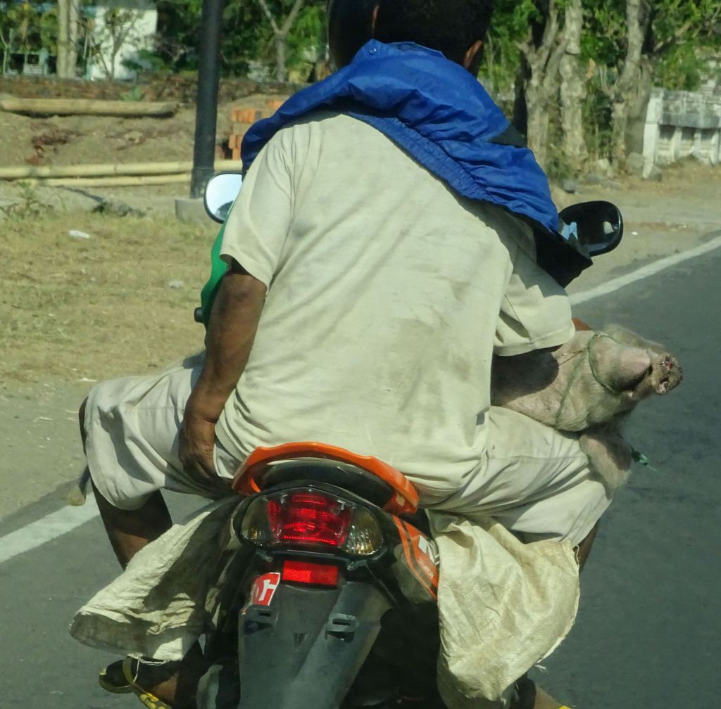 taking the pig to the market