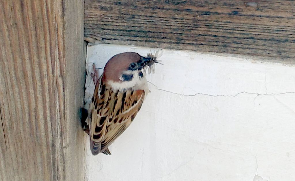 happy bird was scooping off flying ants as they popped from the hole