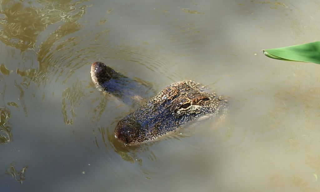 Jennifer was asking why one croc was trying to drown the other. I replied that they were just getting friendly :)