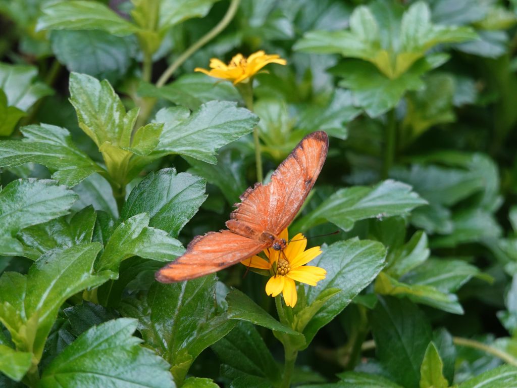 they had interesting butterflies I had never seen before