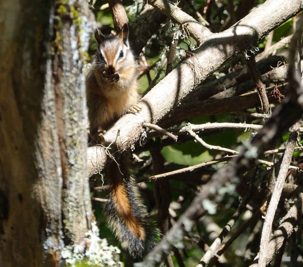 chipmunks are almost cute enough for me to forget that they are also rats with bushy tails