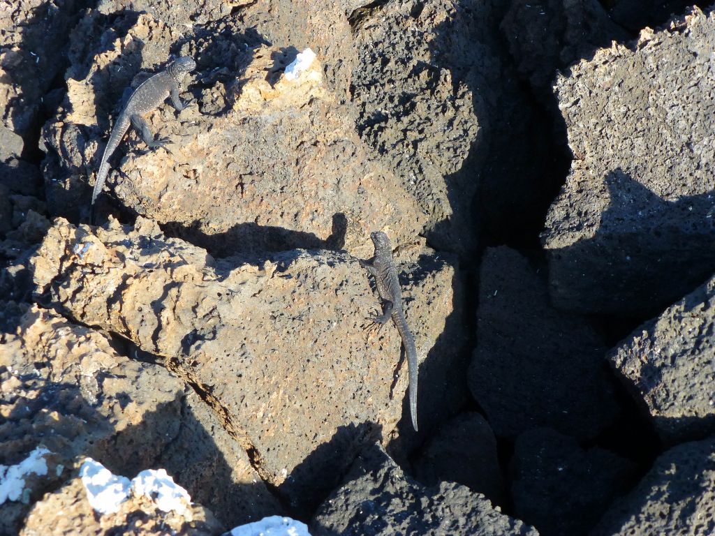 baby marine iguanas