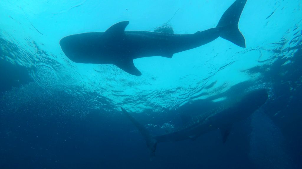 not just one, but 2, then 3, and up to 7 whalesharks