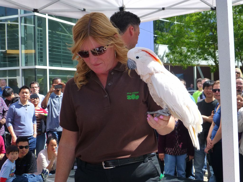 The cockatoo is a beautiful bird