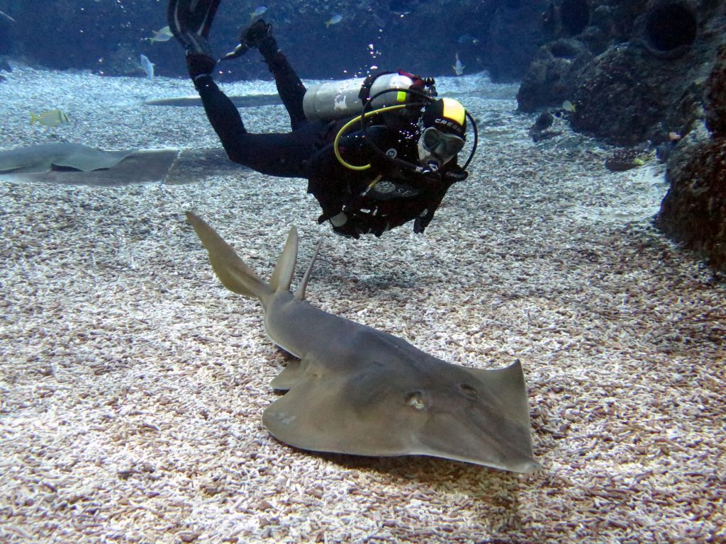 I love those ray sharks