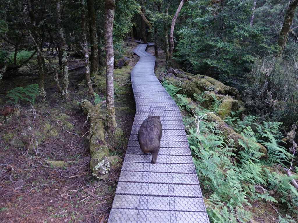 lots of wombats came out in the evening to go forage