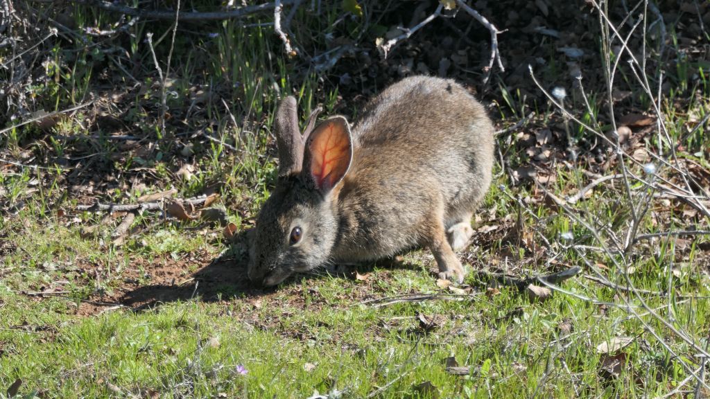 this cute hungry bunny was there both times we walked by