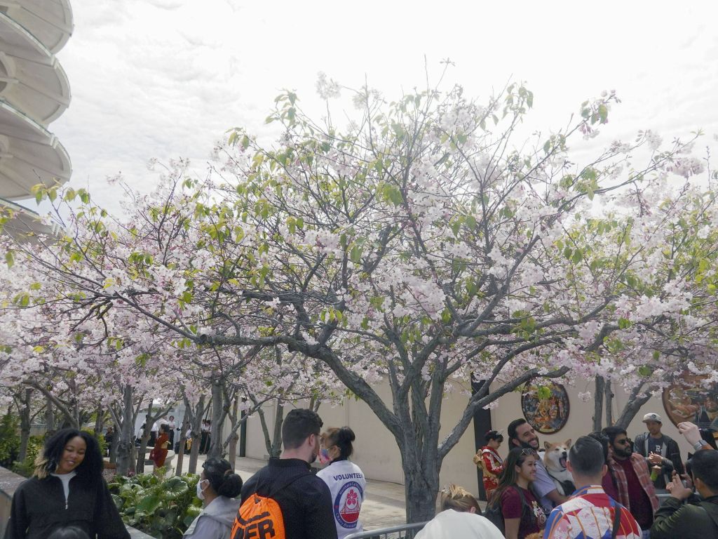 trees were perfectly in bloom